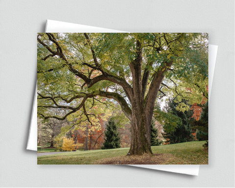 Branching Out Blank Notecard with Envelope