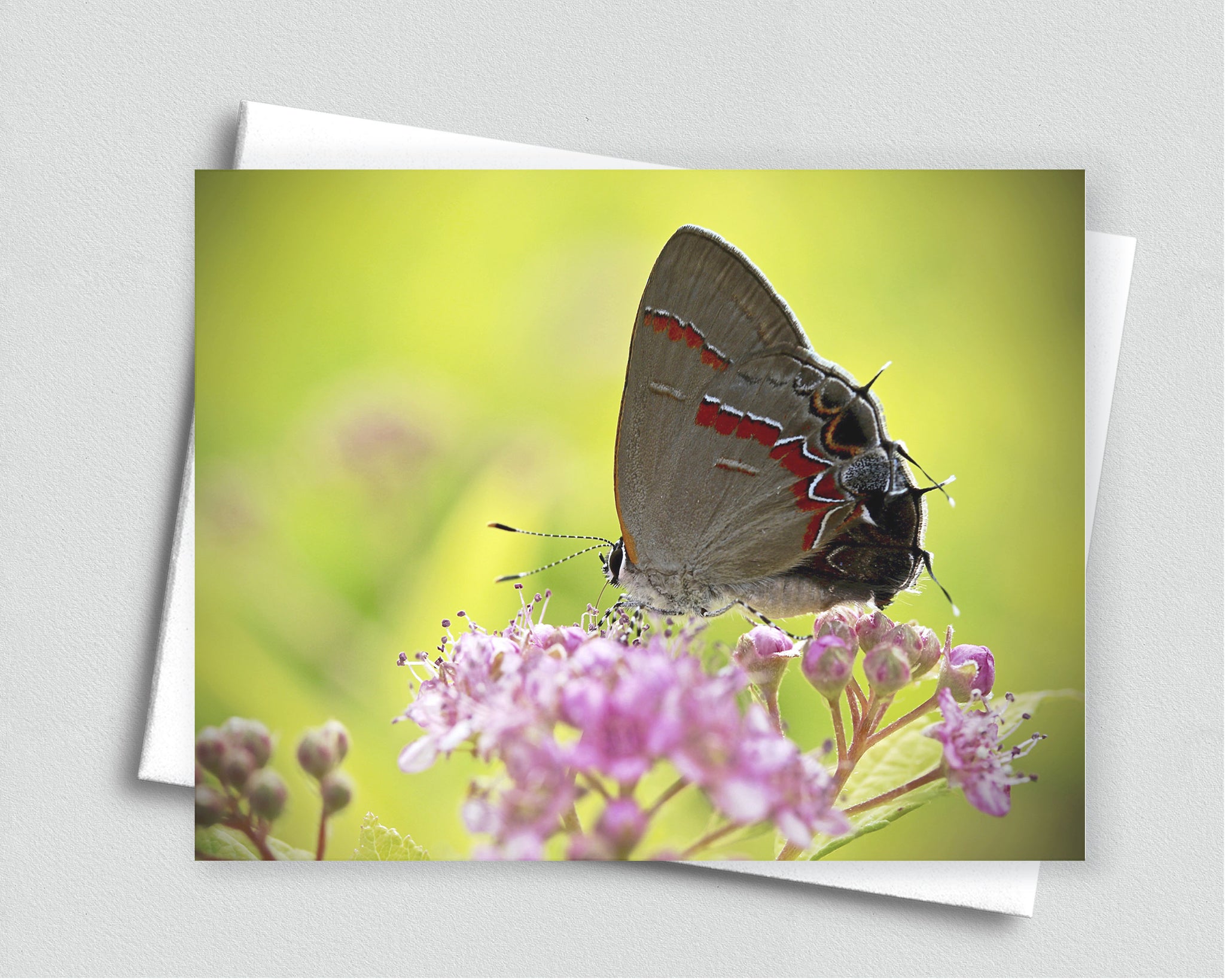 Butterfly Blank Notecard with Envelope
