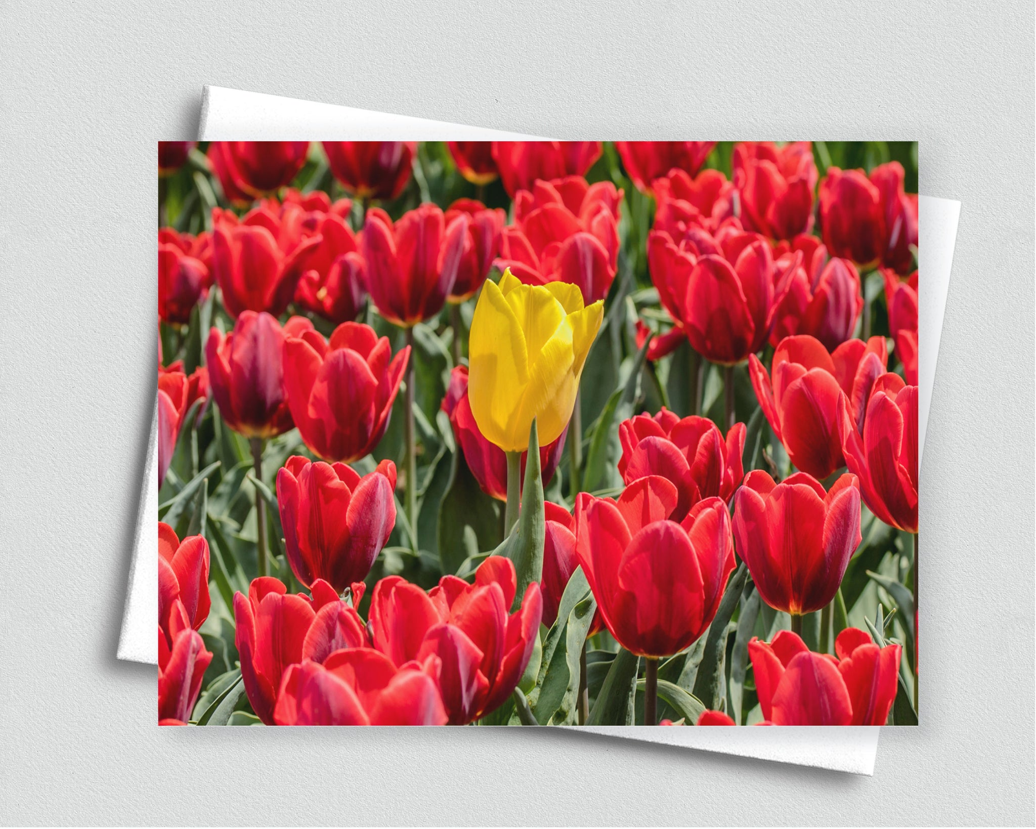 Dare To Be Different Blank Notecard with Envelope