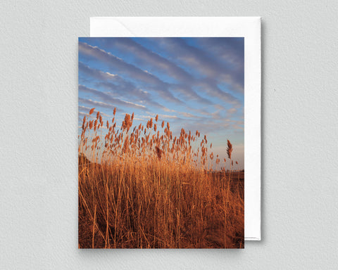 Golden Hour on the Bay Blank Notecard