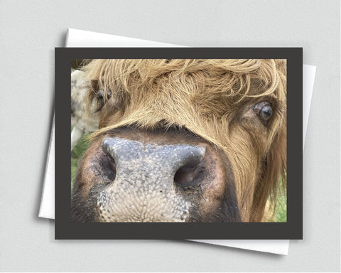 Nosey Cow Blank Notecard