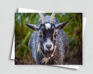 Old Goat Blank Notecard