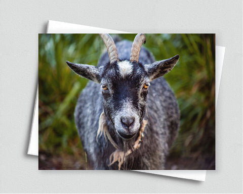 Old Goat Blank Notecard