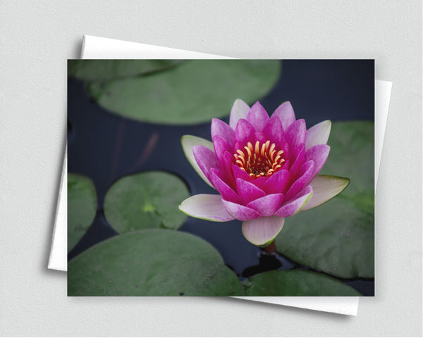 Pink Water Lily Blank Notecard