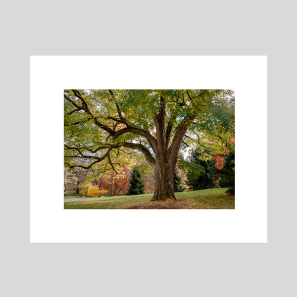 Branching Out 11x14 Fine Art Print in Color