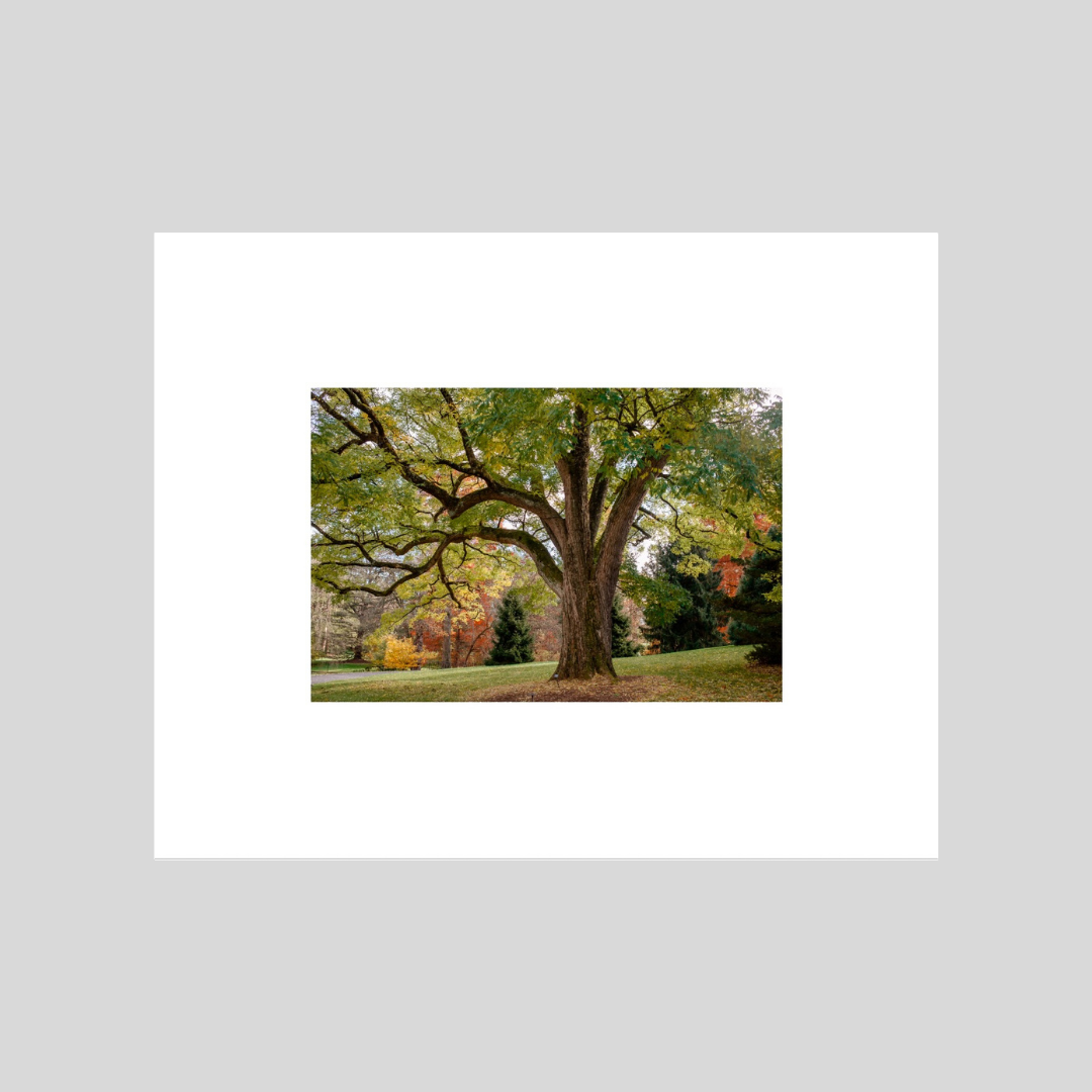 Branching Out 8x10 Fine Art Print in Color
