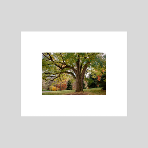 Branching Out 8x10 Fine Art Print in Color