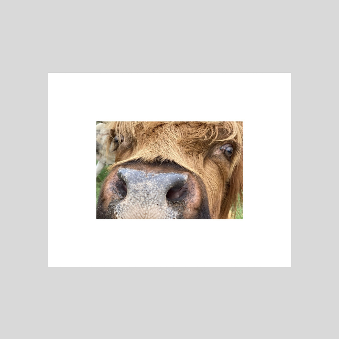 Highland Cow 8x10 Fine Art Print in Color