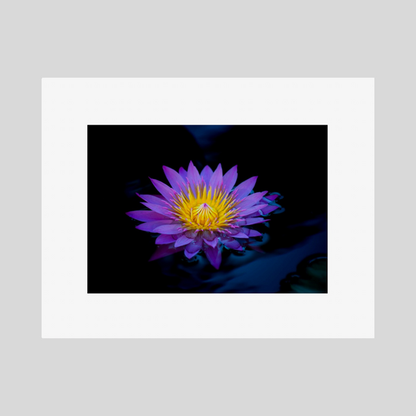 Purple Water Lily 11x14 Fine Art Print with 2" border