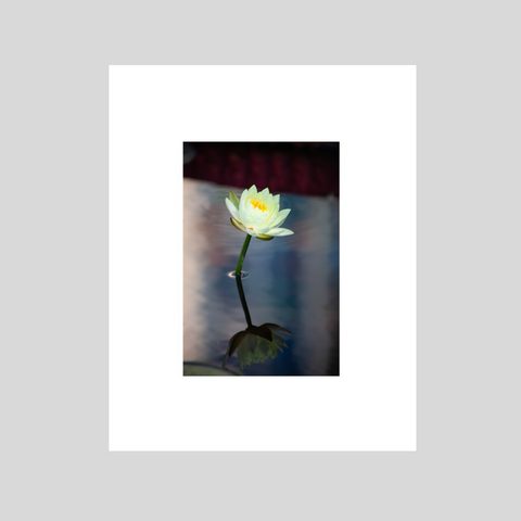 White Water Lily Reflection 8x10 Fine Art Print in Color